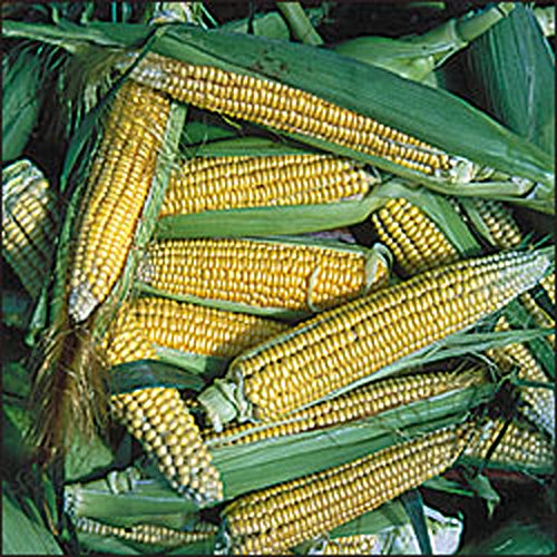Golden Midget Corn Information How To Grow Sweet Midget