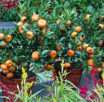 seeds dwarf citrus orange tree valencia indoor outdoor october am