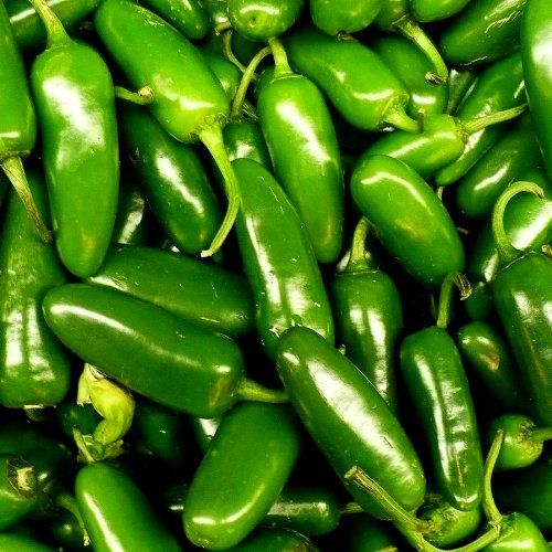 Jalapeno Chile Pepper - 100 Seeds - GARDEN FRESH PACK ...