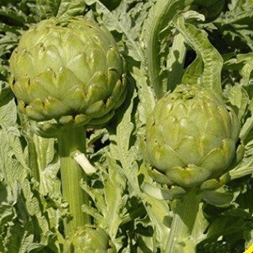 Everwilde Farms - Green Globe Artichoke Seeds - Gold Vault